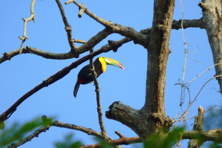 Gatun Lake: Monkeys & Exotic Wildlife by the Canal