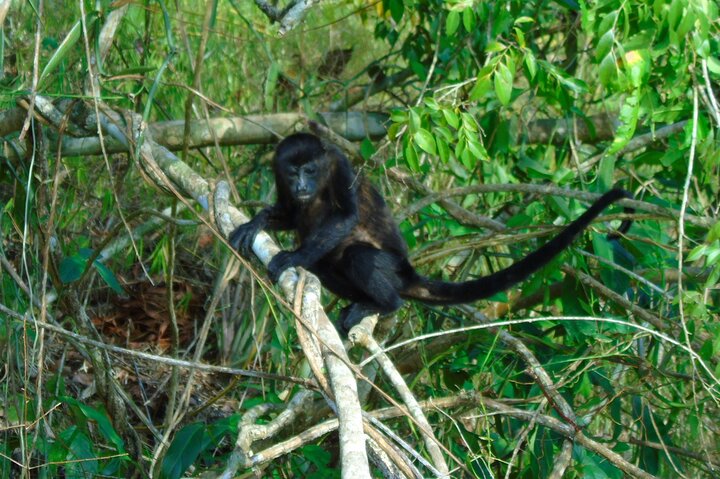 Gatun Lake: Monkeys & Exotic Wildlife by the Canal