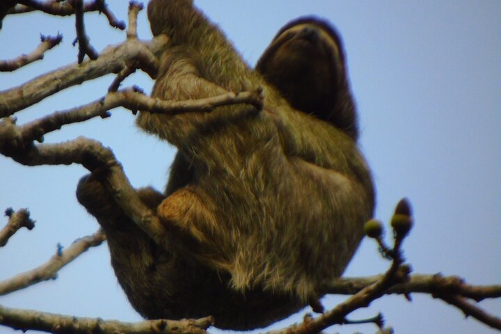 Gatun Lake: Monkeys & Exotic Wildlife by the Canal