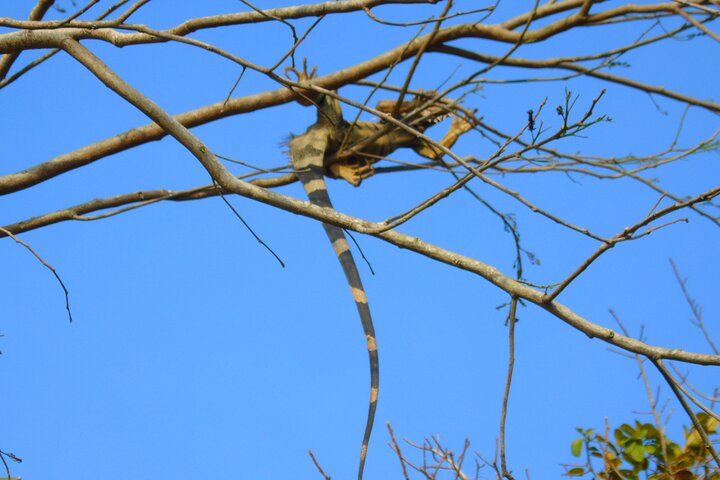Gatun Lake: Monkeys & Exotic Wildlife by the Canal