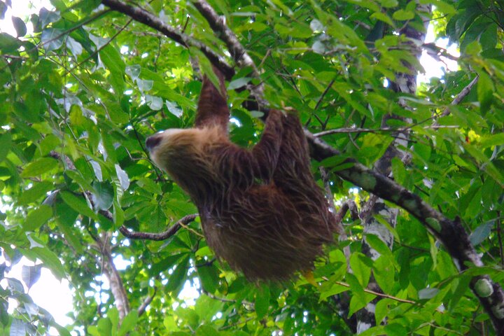 Gatun Lake: Monkeys & Exotic Wildlife by the Canal