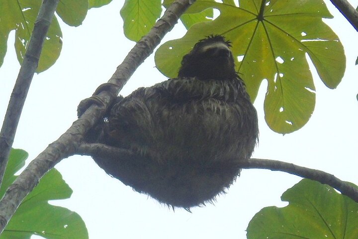 Gatun Lake: Monkeys & Exotic Wildlife by the Canal