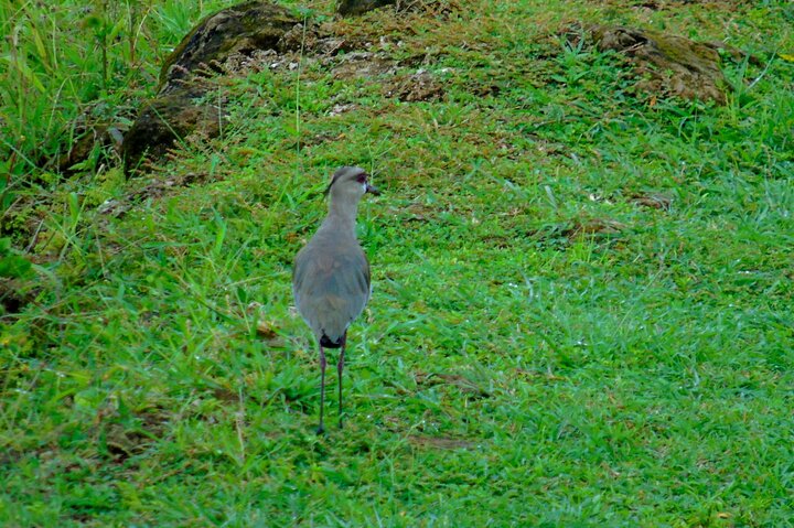 Gatun Lake: Monkeys & Exotic Wildlife by the Canal