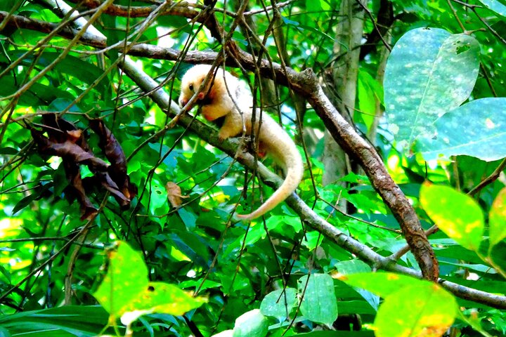Gatun Lake: Monkeys & Exotic Wildlife by the Canal