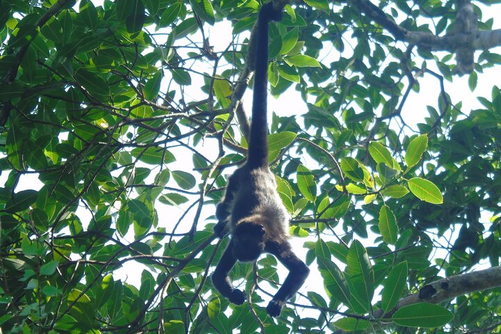 Gatun Lake: Monkeys & Exotic Wildlife by the Canal