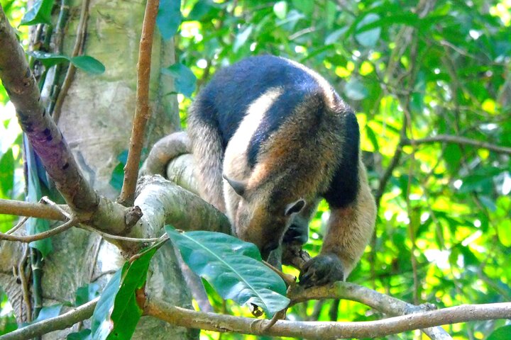 Gatun Lake: Monkeys & Exotic Wildlife by the Canal