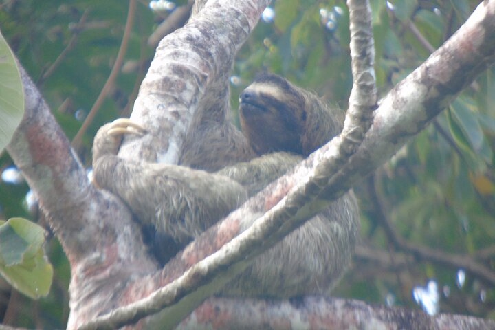 Gatun Lake: Monkeys & Exotic Wildlife by the Canal