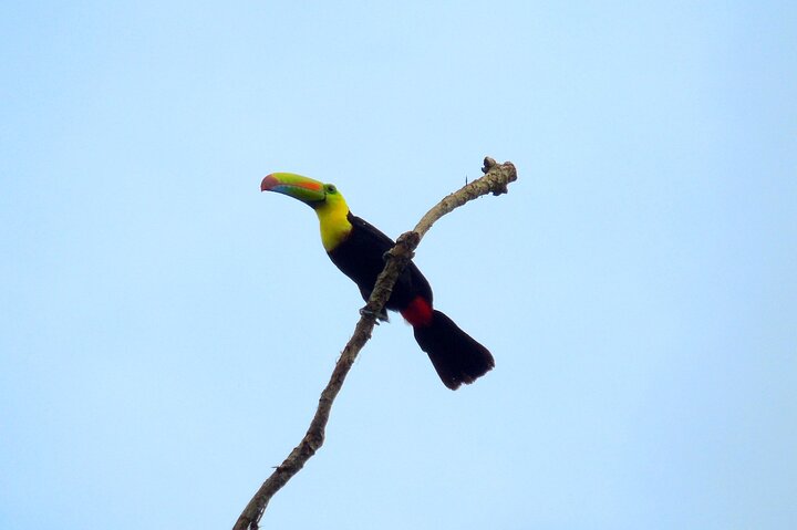 Gatun Lake: Monkeys & Exotic Wildlife by the Canal
