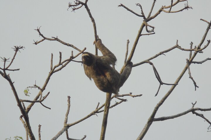 Gatun Lake: Monkeys & Exotic Wildlife by the Canal