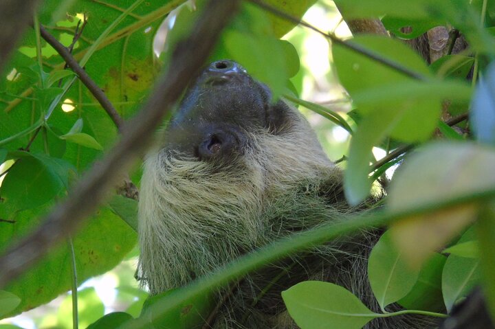 Gatun Lake: Monkeys & Exotic Wildlife by the Canal