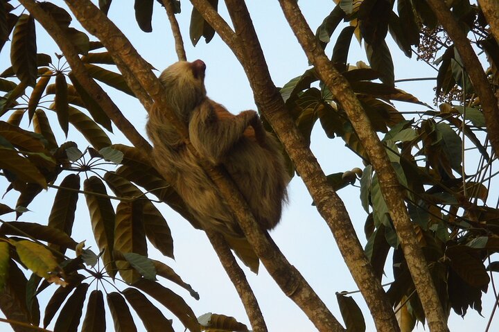 Gatun Lake: Monkeys & Exotic Wildlife by the Canal