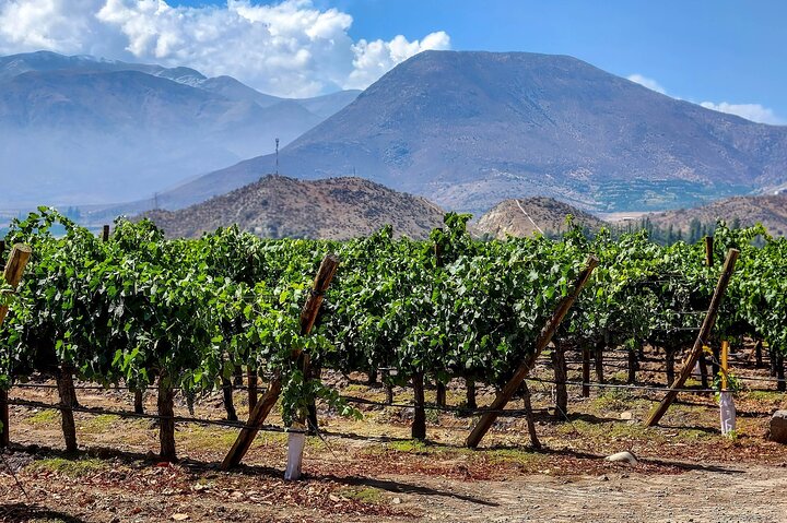 From Villa de Leyva Vineyard Tour
