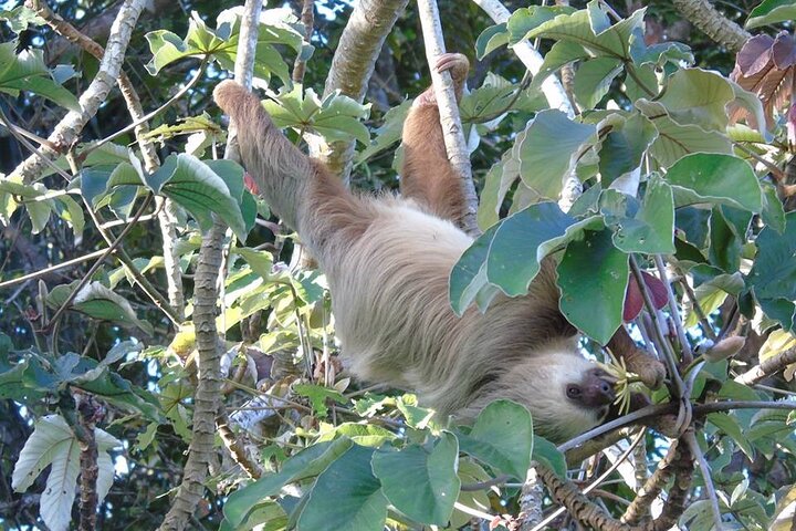 Gatun Lake: Monkeys & Exotic Wildlife by the Canal