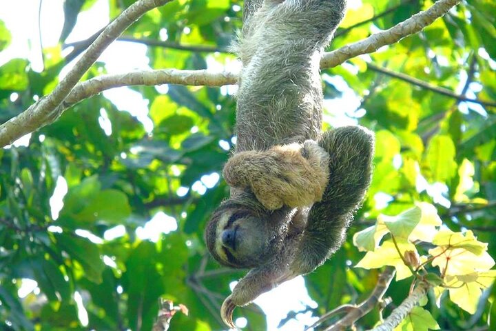 Gatun Lake: Monkeys & Exotic Wildlife by the Canal