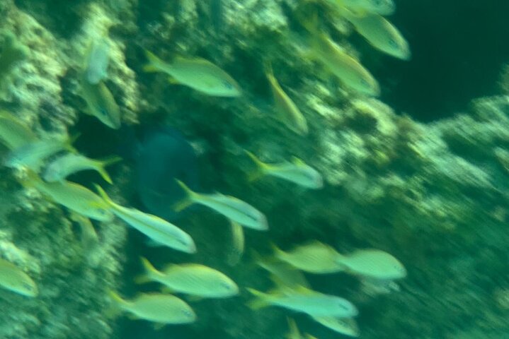 Bahamas Sea Scooter Snorkeling Adventure