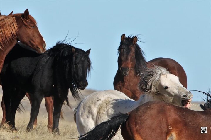 Kicking Red Canyon Wild Mustang Bus Tour Deals 5 PM In Cody