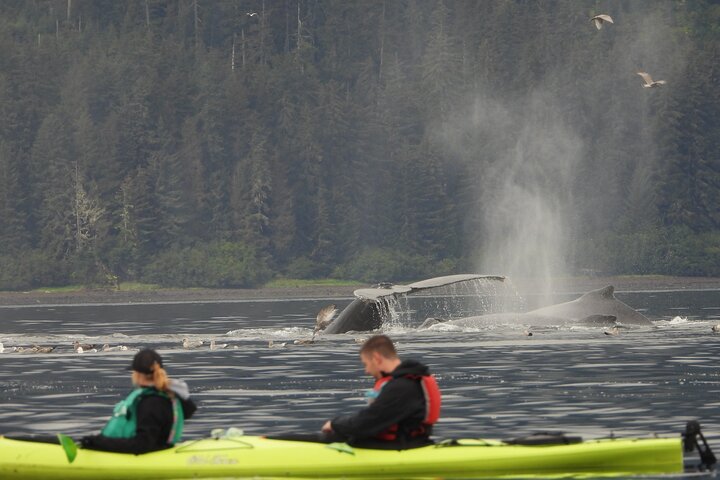 Kayak Tours