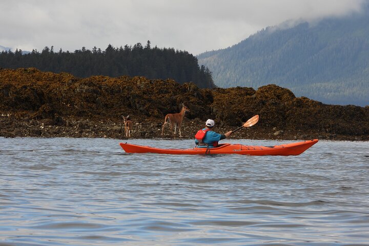 Kayak Tours