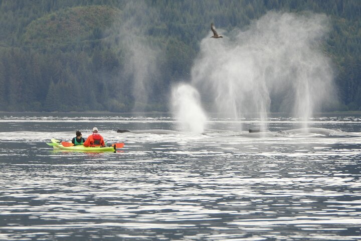 Kayak Tours