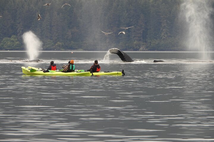Kayak Tours
