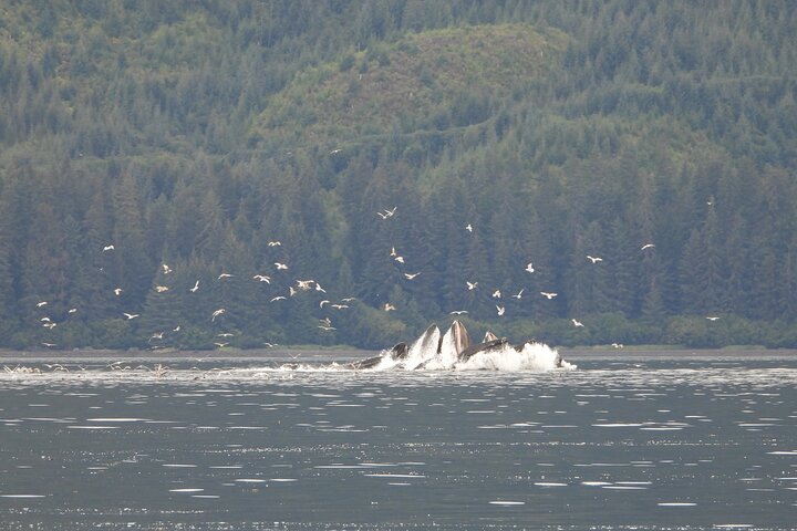 Kayak Tours