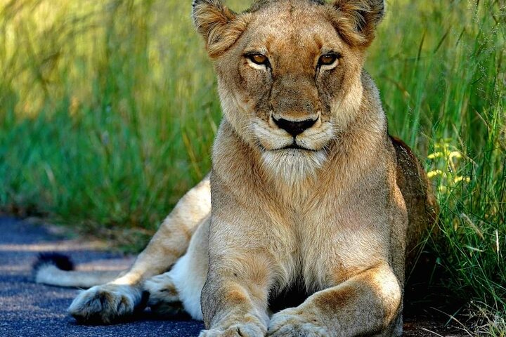 Kruger Park Full Day Guided Safari