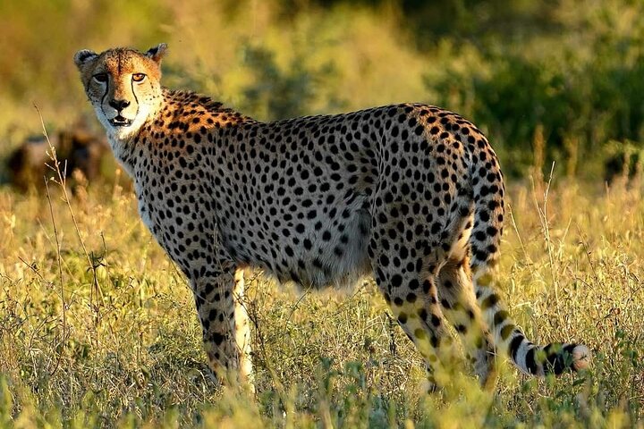 Kruger Park Full Day Guided Safari