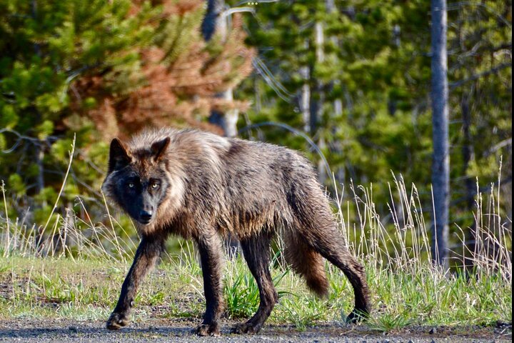 250th Celebration Yellowstone Open Air tour W/lunch and Souvenir