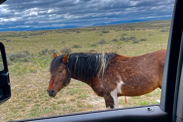 Red Canyon Wild Mustang Tours And Safaris In Cody Wyoming