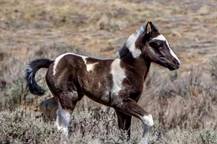 Kicking Red Canyon Wild Mustang Bus Tour Deals 5 PM In Cody
