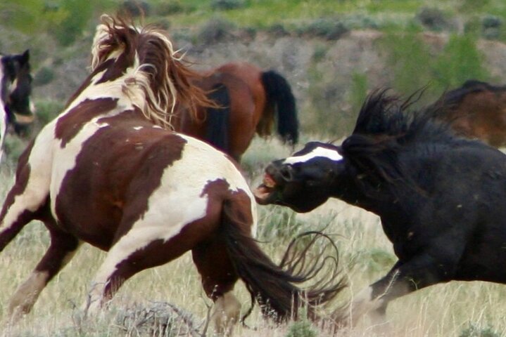 Red Canyon Wild Mustang Tours And Safaris In Cody Wyoming