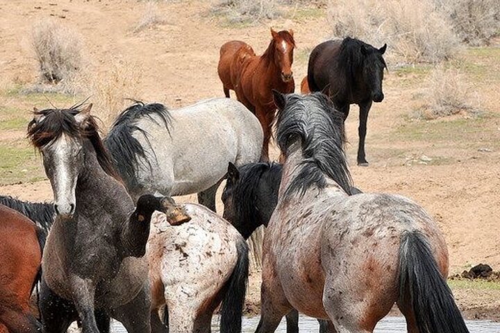 Red Canyon Wild Mustang Tours And Safaris In Cody Wyoming