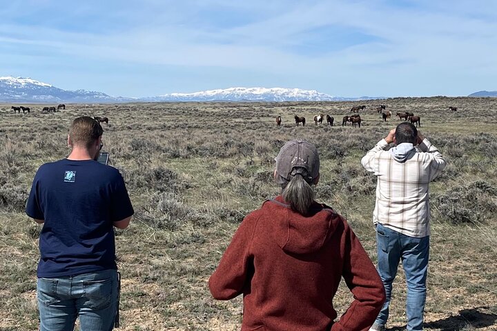 Kicking Red Canyon Wild Mustang Bus Tour Deals 5 PM In Cody