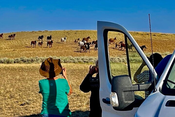 Red Canyon Wild Mustang Tours And Safaris In Cody Wyoming