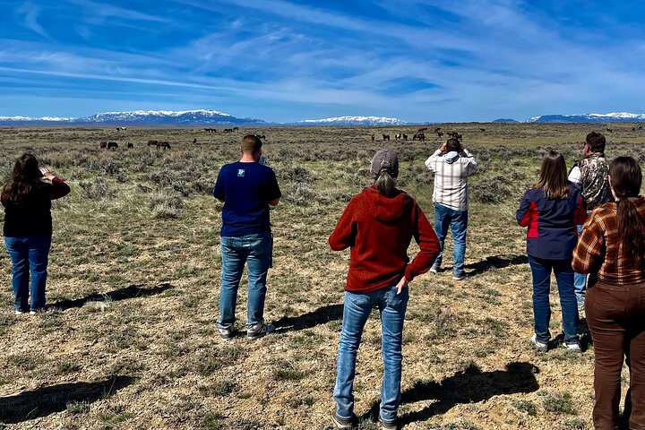 Red Canyon Wild Mustang Tours And Safaris In Cody Wyoming