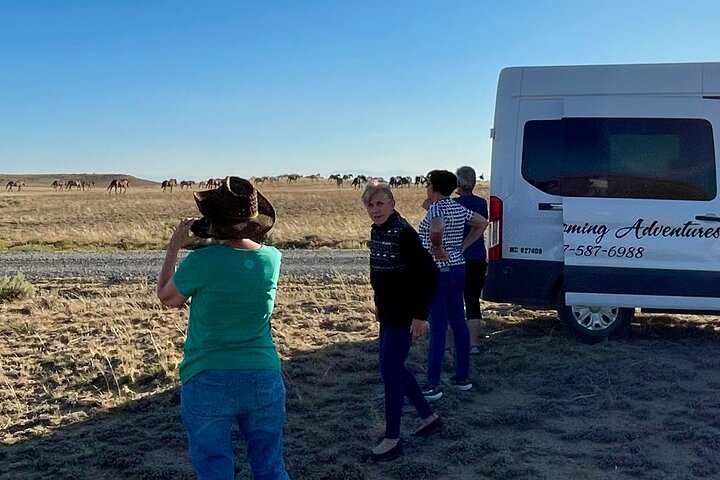 Red Canyon Wild Mustang Tours And Safaris In Cody Wyoming