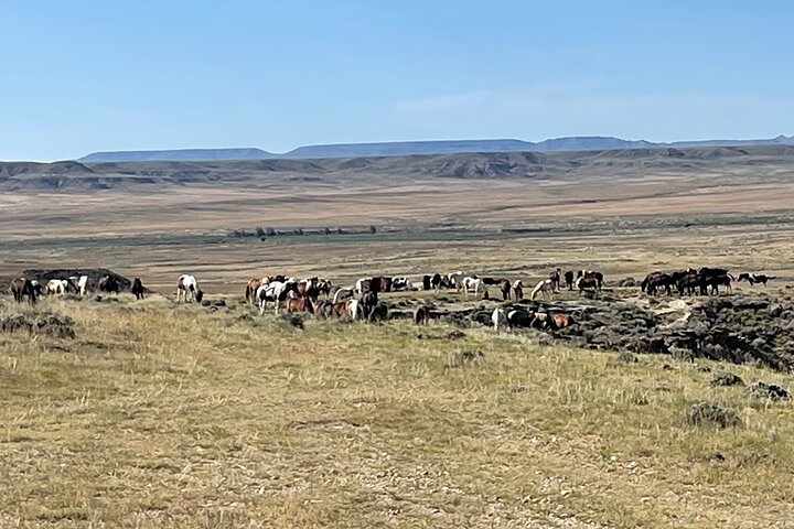 Red Canyon Wild Mustang Tours And Safaris In Cody Wyoming