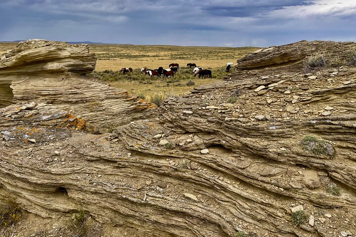 Red Canyon Wild Mustang Tours And Safaris In Cody Wyoming