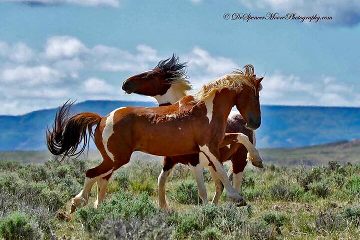 Red Canyon Wild Mustang Tours And Safaris In Cody Wyoming