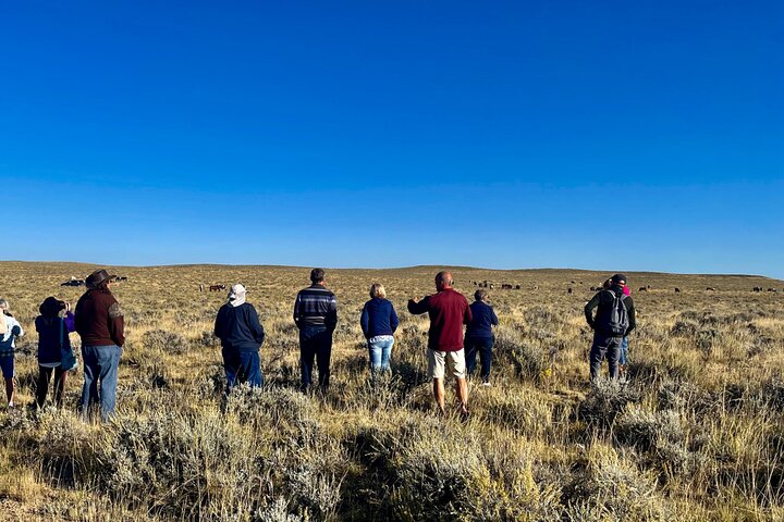 Red Canyon Wild Mustang Tours And Safaris In Cody Wyoming