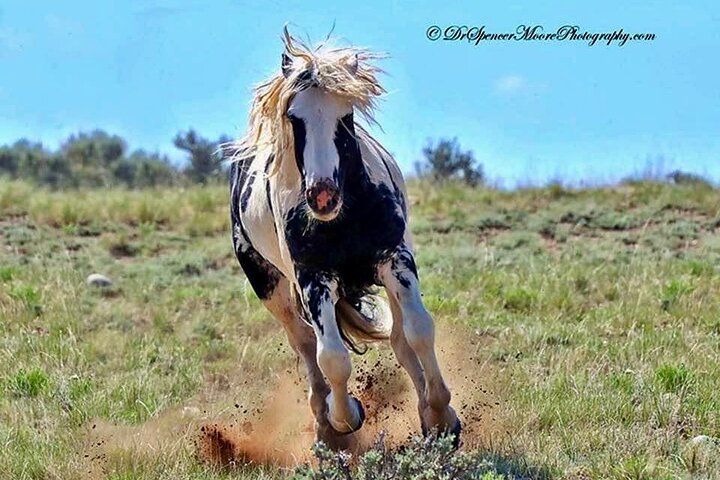 Kicking Red Canyon Wild Mustang Bus Tour Deals 5 PM In Cody