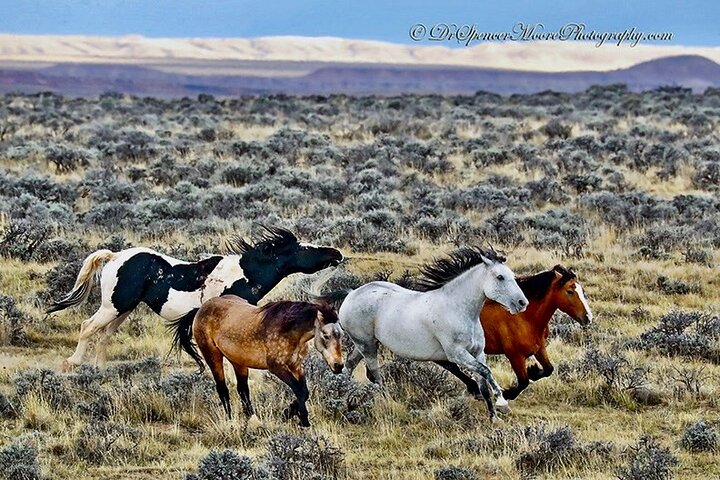 Red Canyon Wild Mustang Tours And Safaris In Cody Wyoming