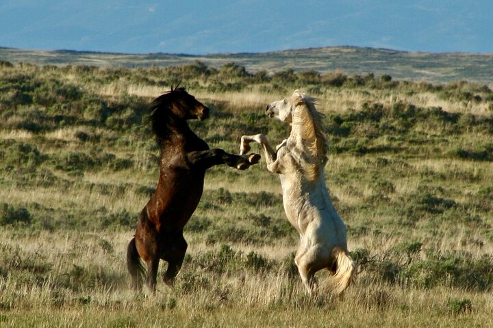 Kicking Red Canyon Wild Mustang Bus Tour Deals 5 PM In Cody
