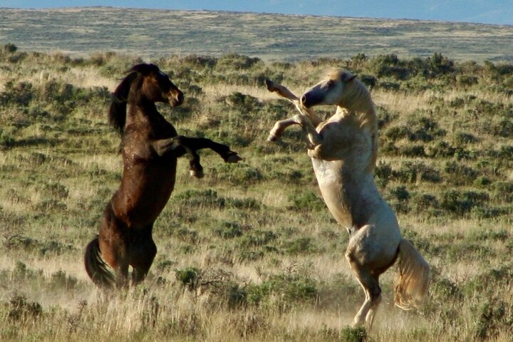 Red Canyon Wild Mustang Tours And Safaris In Cody Wyoming