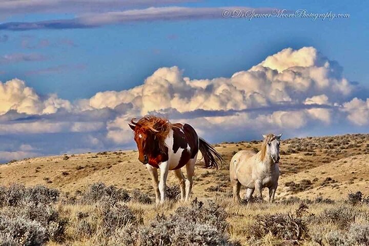 Kicking Red Canyon Wild Mustang Bus Tour Deals 5 PM In Cody