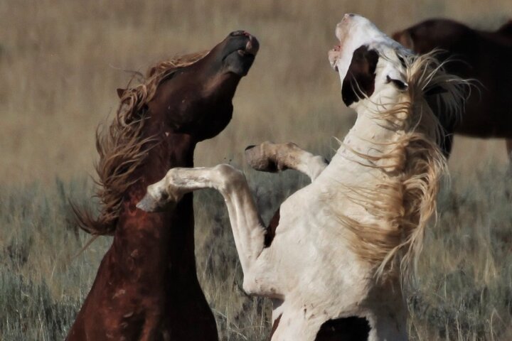 Kicking Red Canyon Wild Mustang Bus Tour Deals 5 PM In Cody