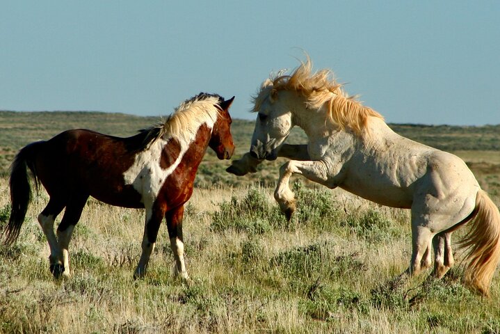Kicking Red Canyon Wild Mustang Bus Tour Deals 5 PM In Cody