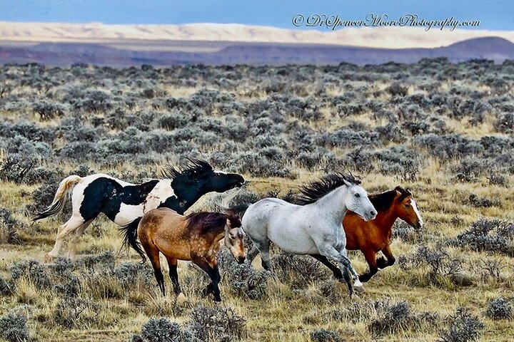 Kicking Red Canyon Wild Mustang Bus Tour Deals 5 PM In Cody