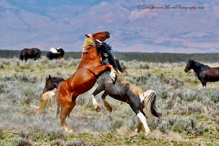 Kicking Red Canyon Wild Mustang Bus Tour Deals 5 PM In Cody