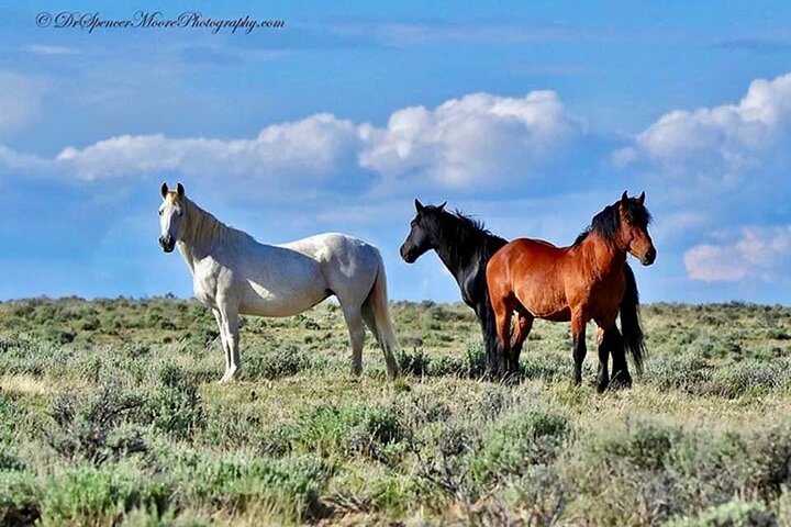 Kicking Red Canyon Wild Mustang Bus Tour Deals 5 PM In Cody